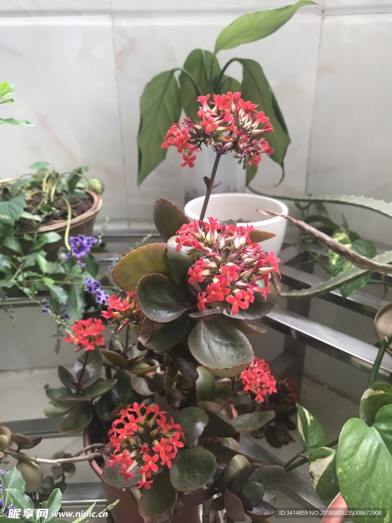 花卉