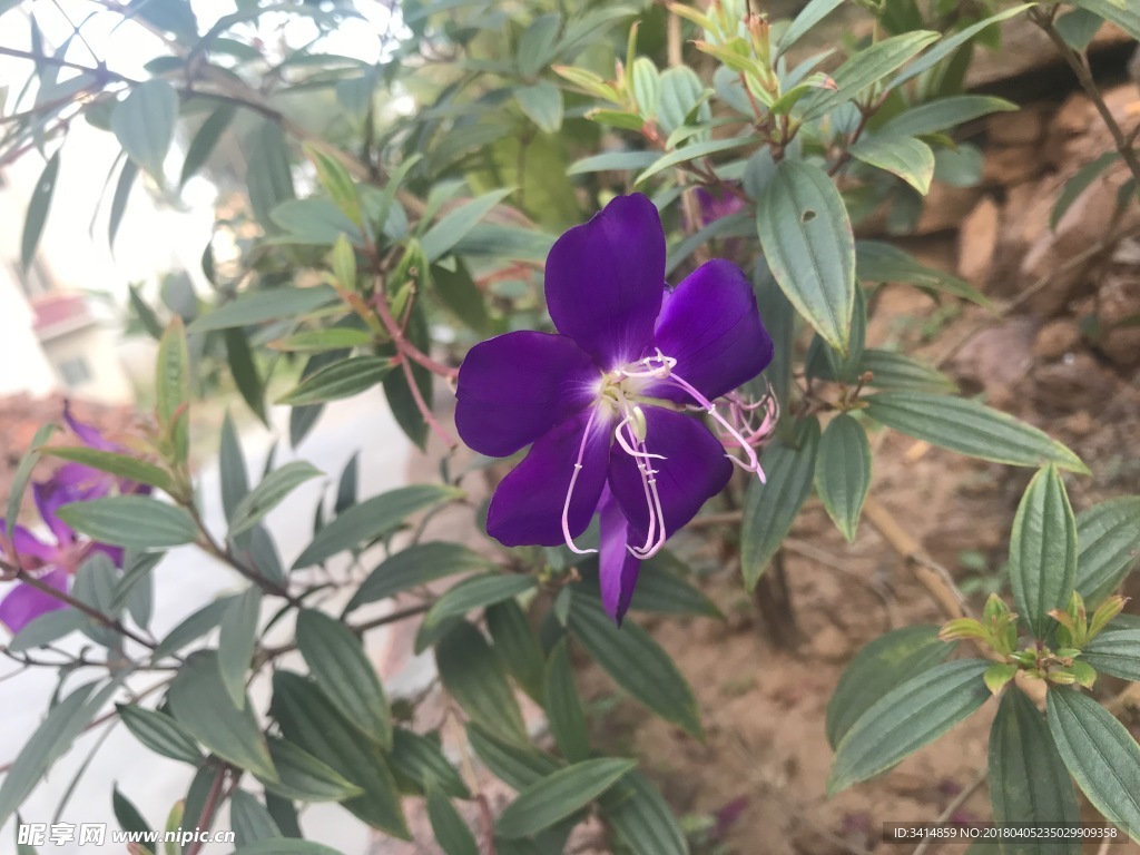 紫色 花卉