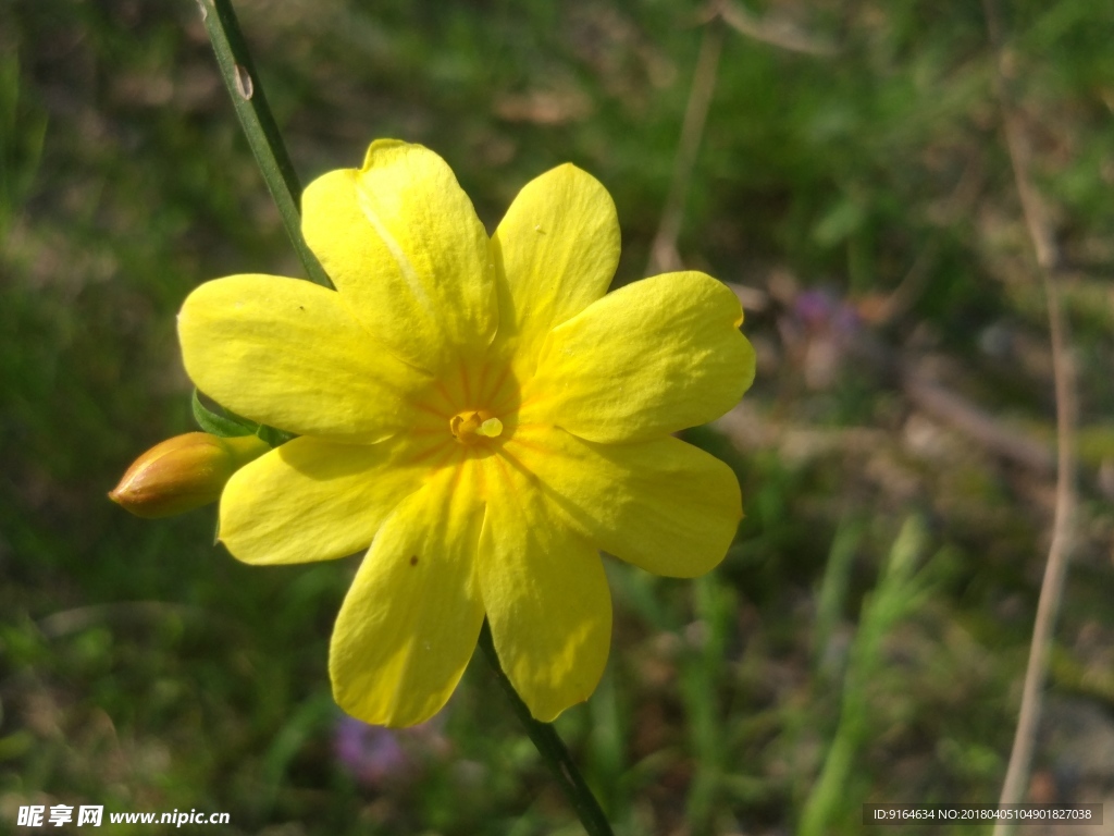 小黄花