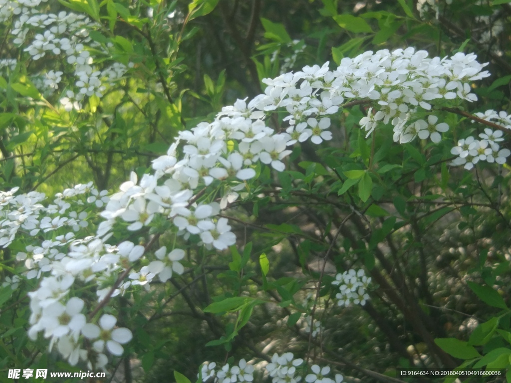 珍珠绣线菊