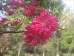 碧桃花