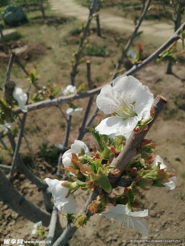樱花