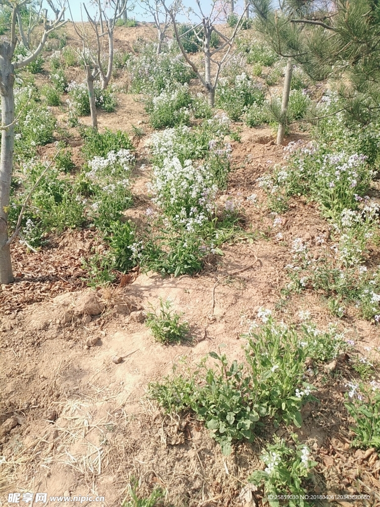 草