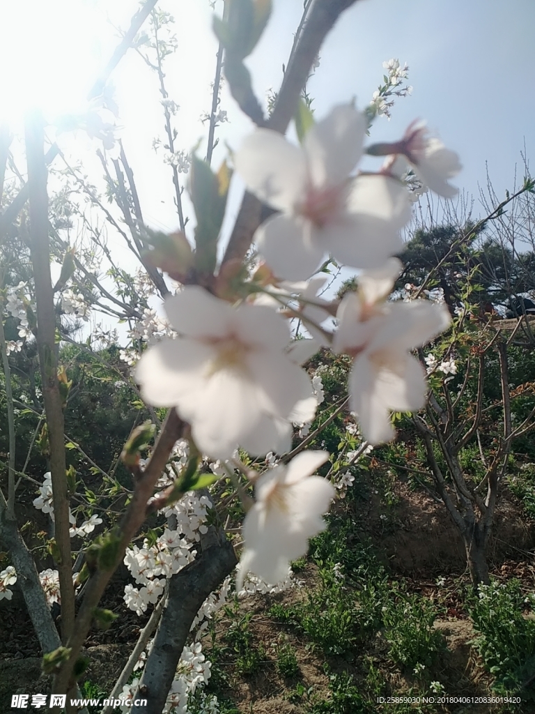 樱花