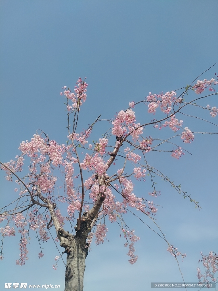 樱花