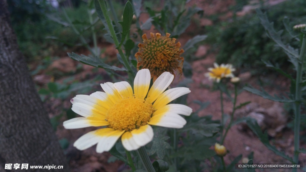 田园里的小雏菊