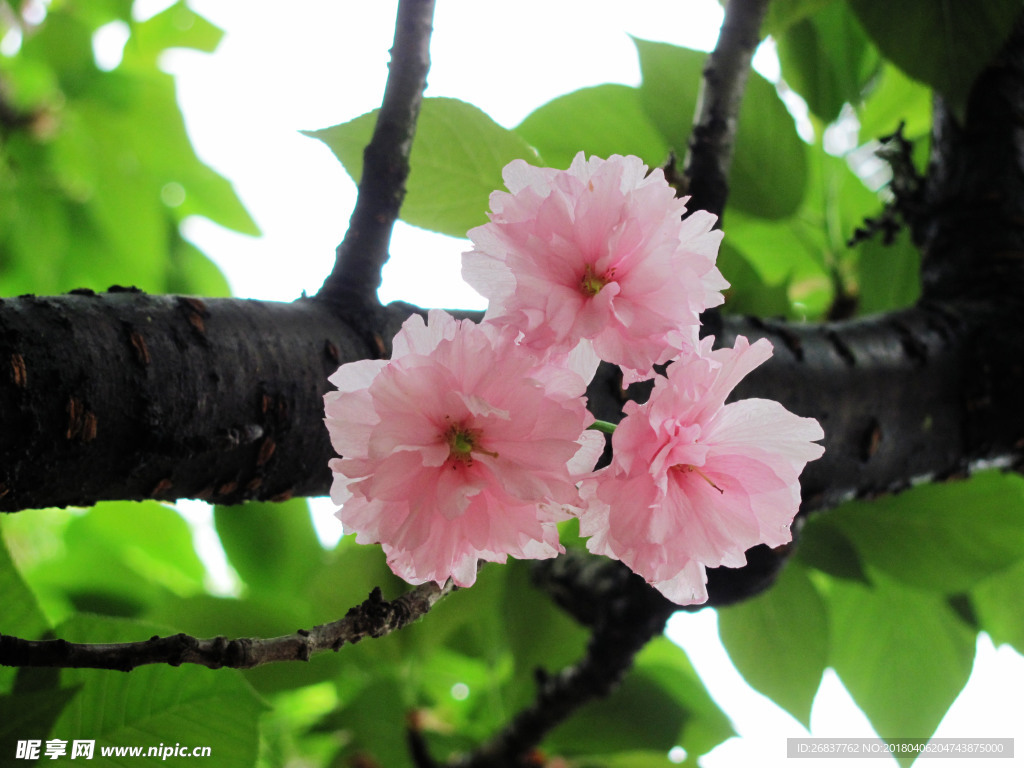 雨后樱花