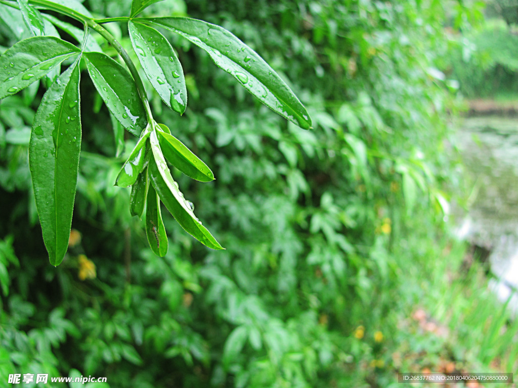 雨后