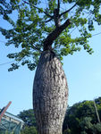树