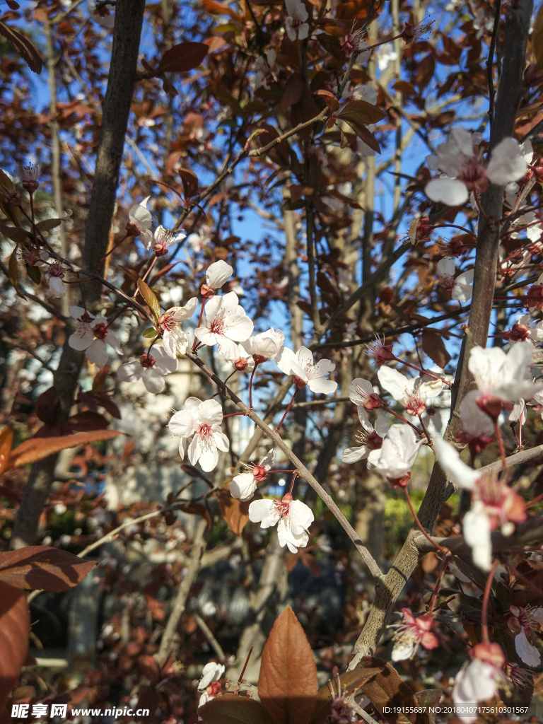 春天的花朵