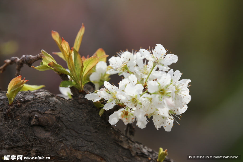 李子花