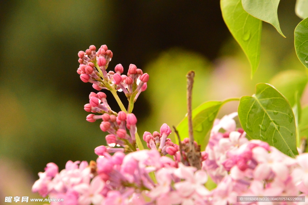 雨露丁香花