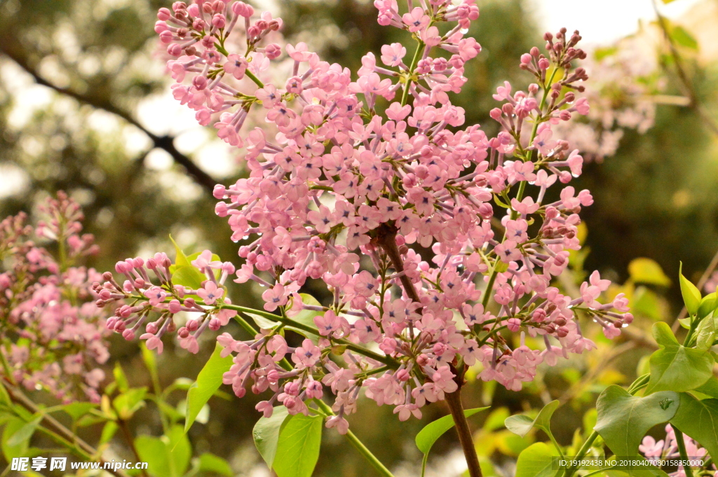 雨露丁香花