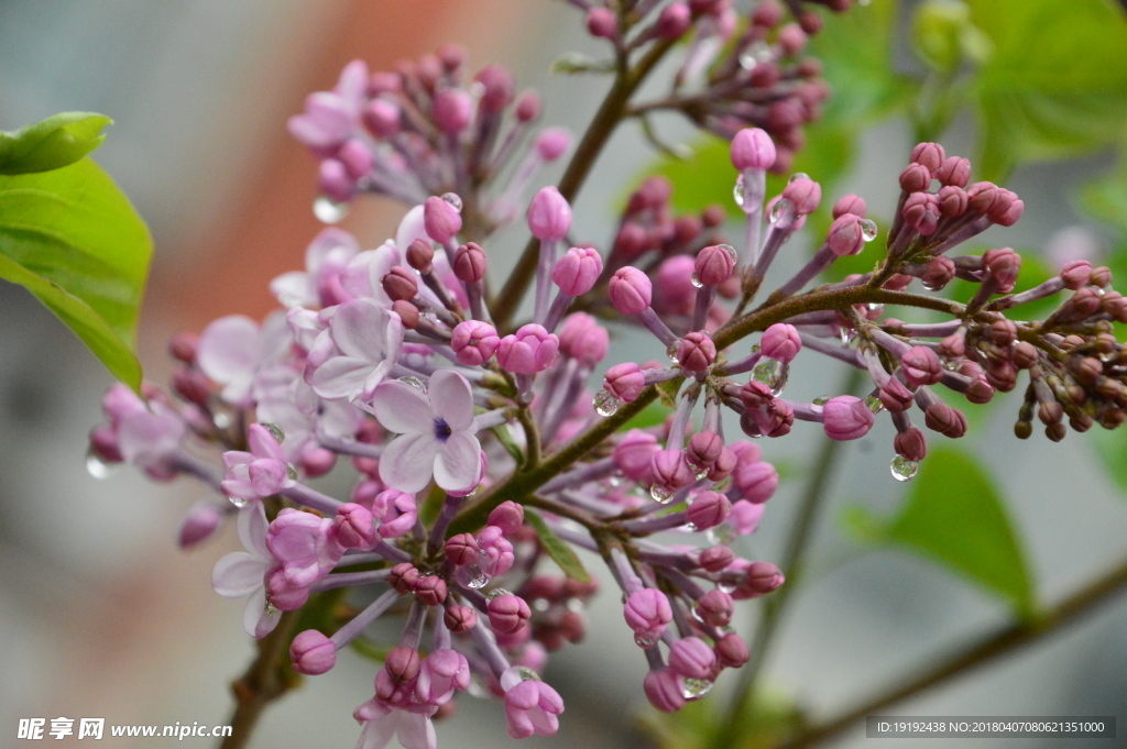 雨露丁香花