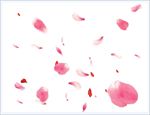 花瓣