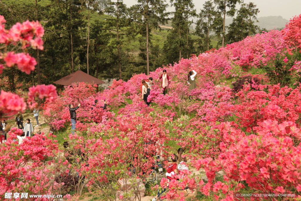 映山红