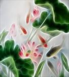 荷花画