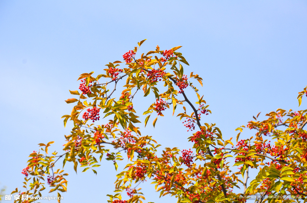 花椒树