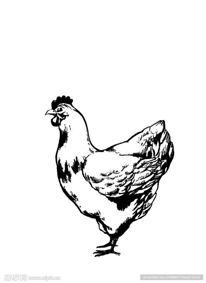 矢量鸡绘画