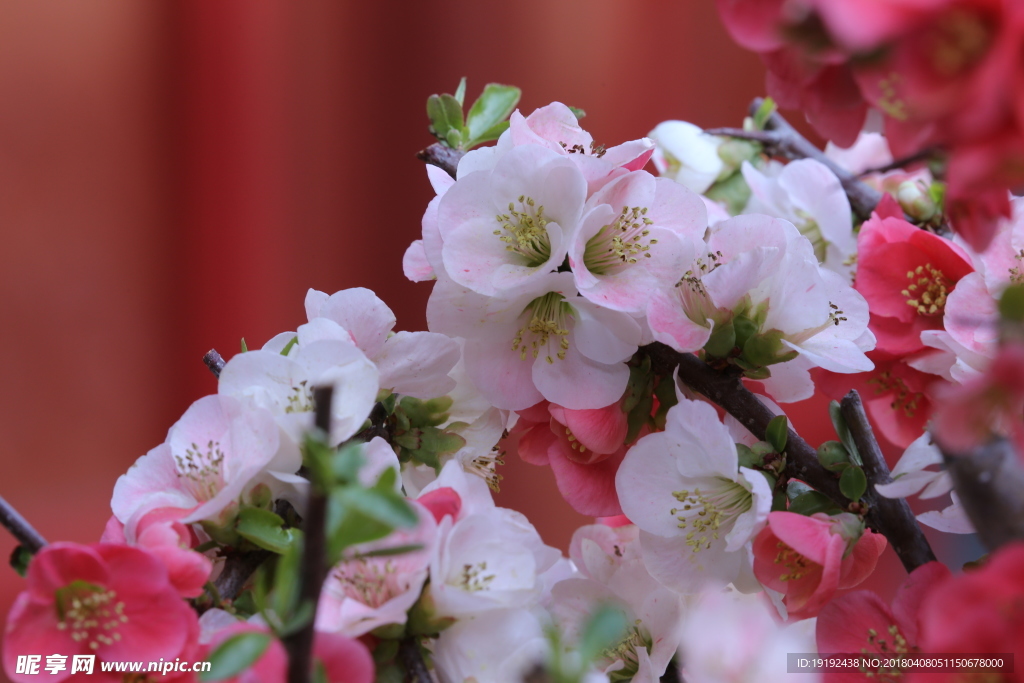 贴梗海棠花
