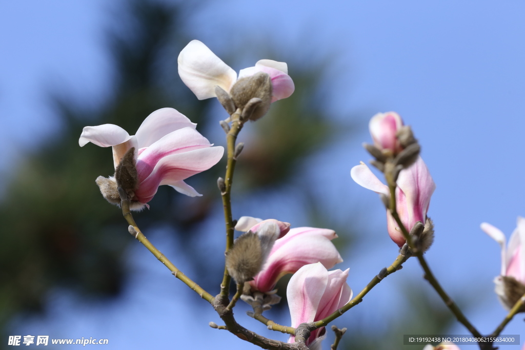 玉兰花