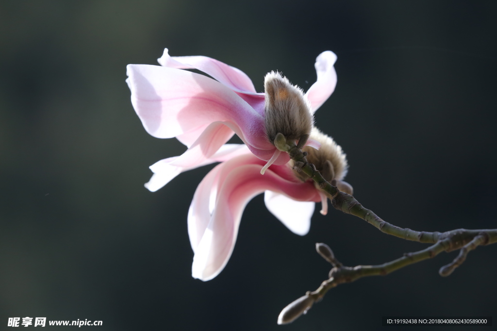 玉兰花