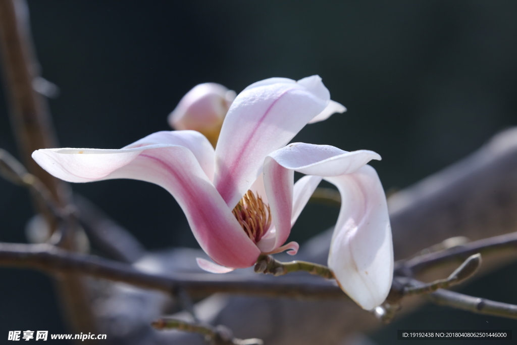 玉兰花