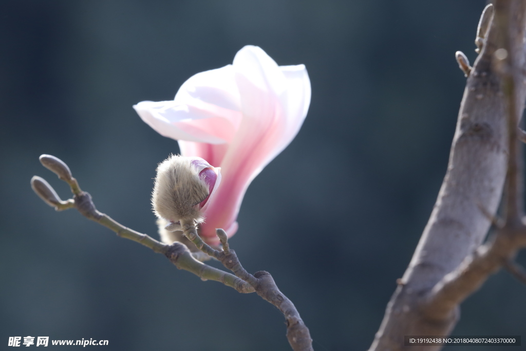 玉兰花