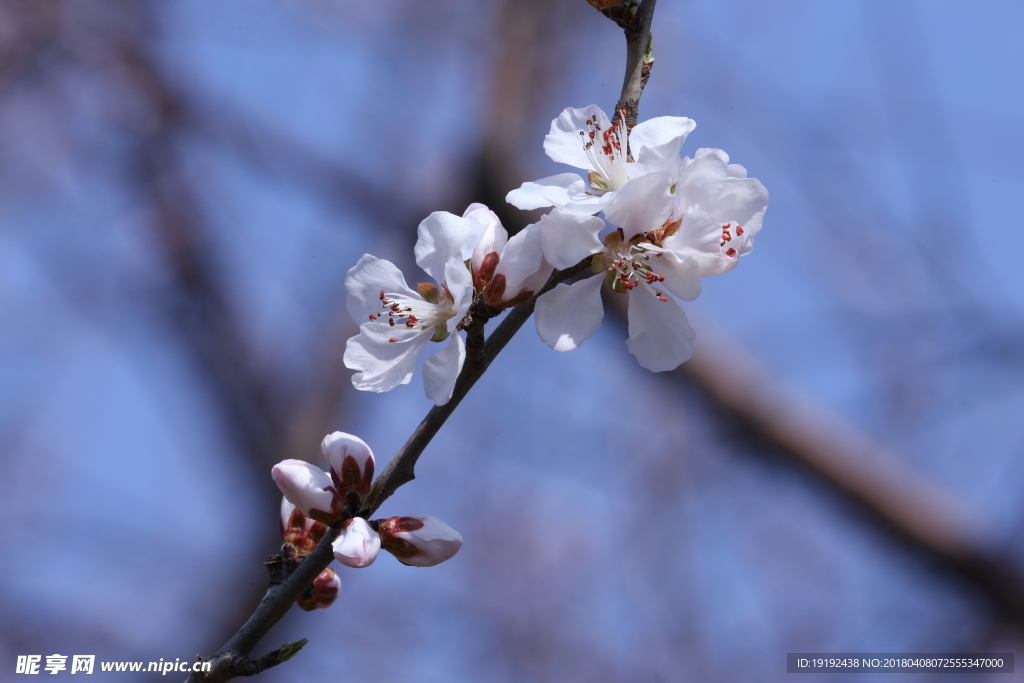 山桃花