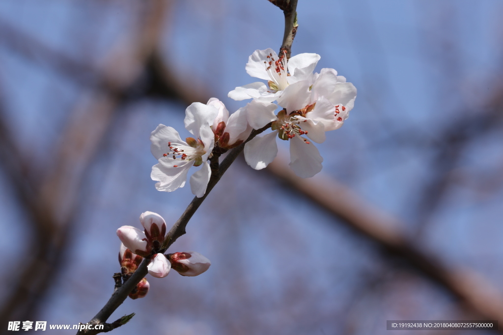 山桃花