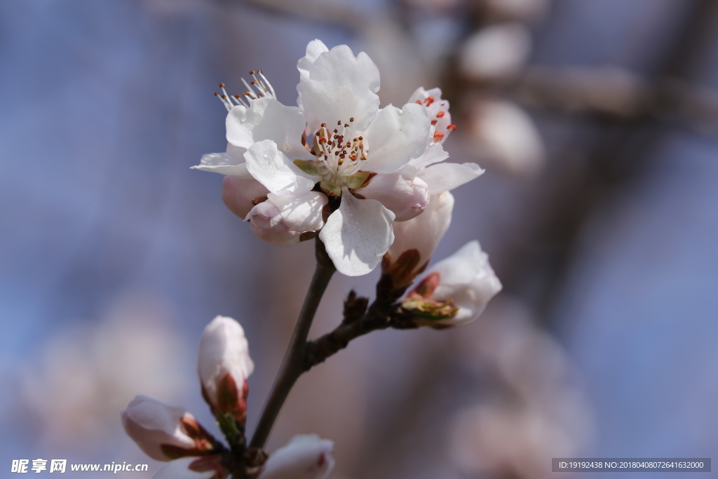 山桃花