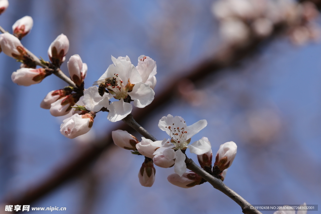 山桃花