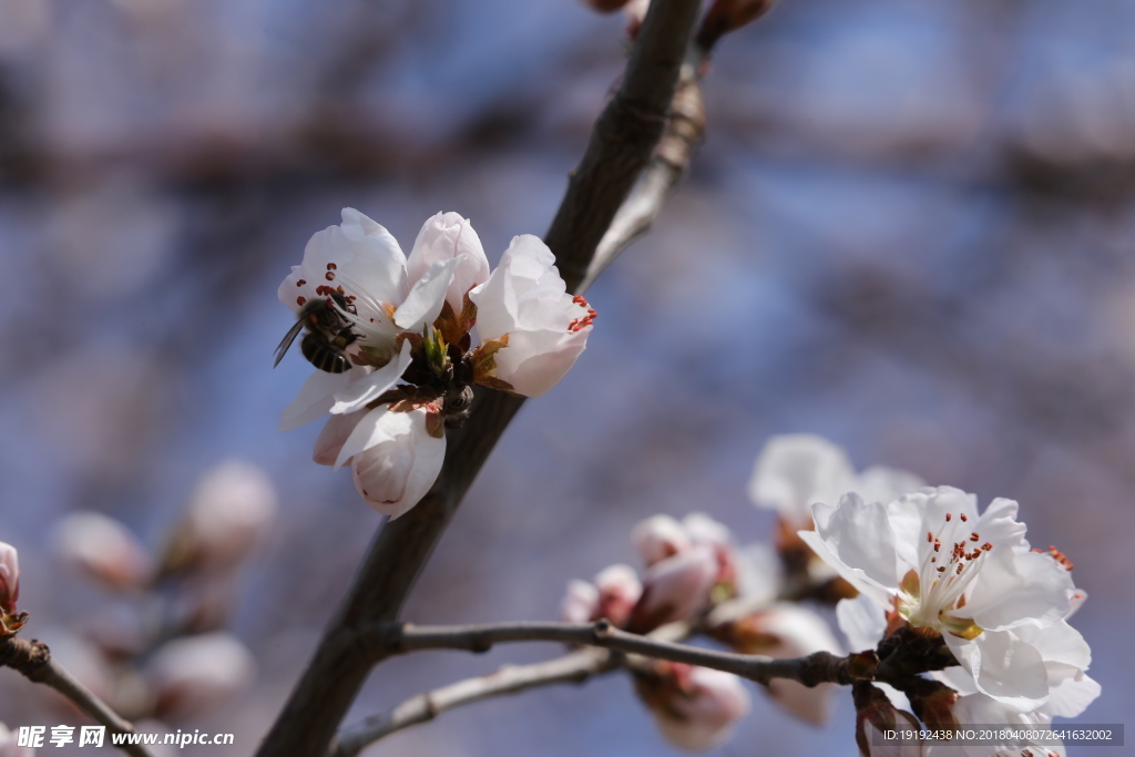 山桃花