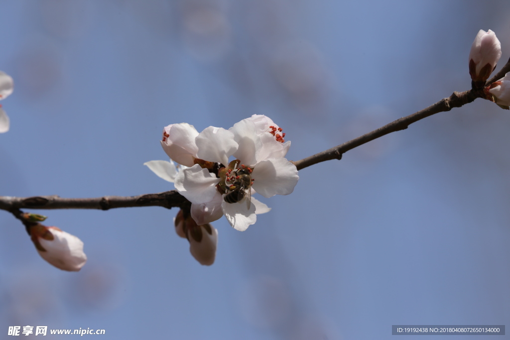 山桃花