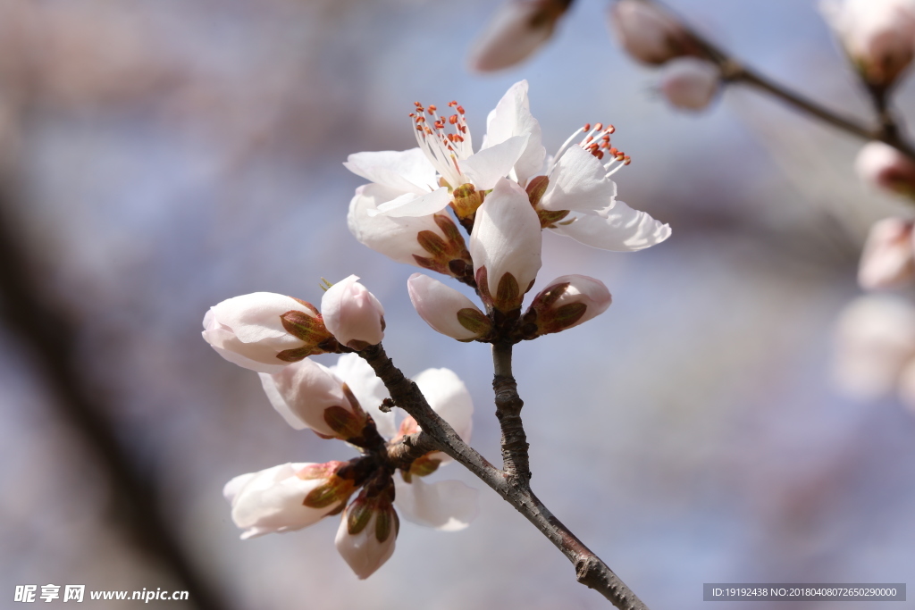 山桃花