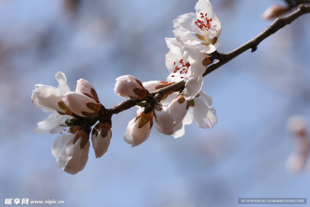 山桃花