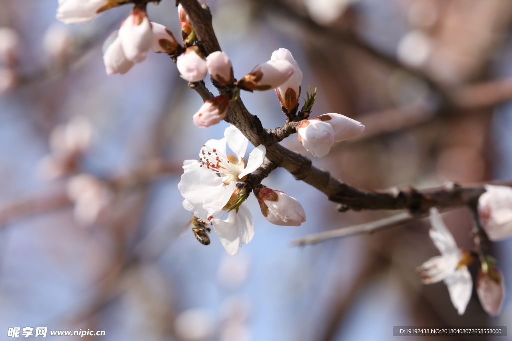 山桃花