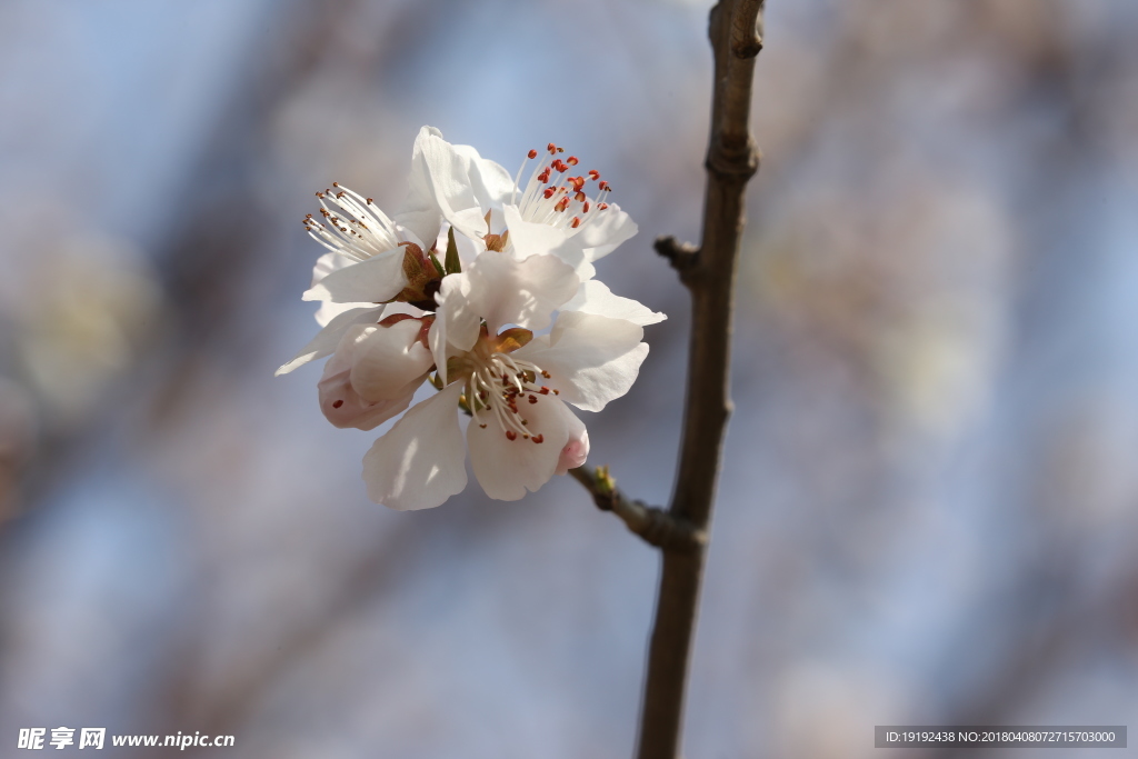 山桃花