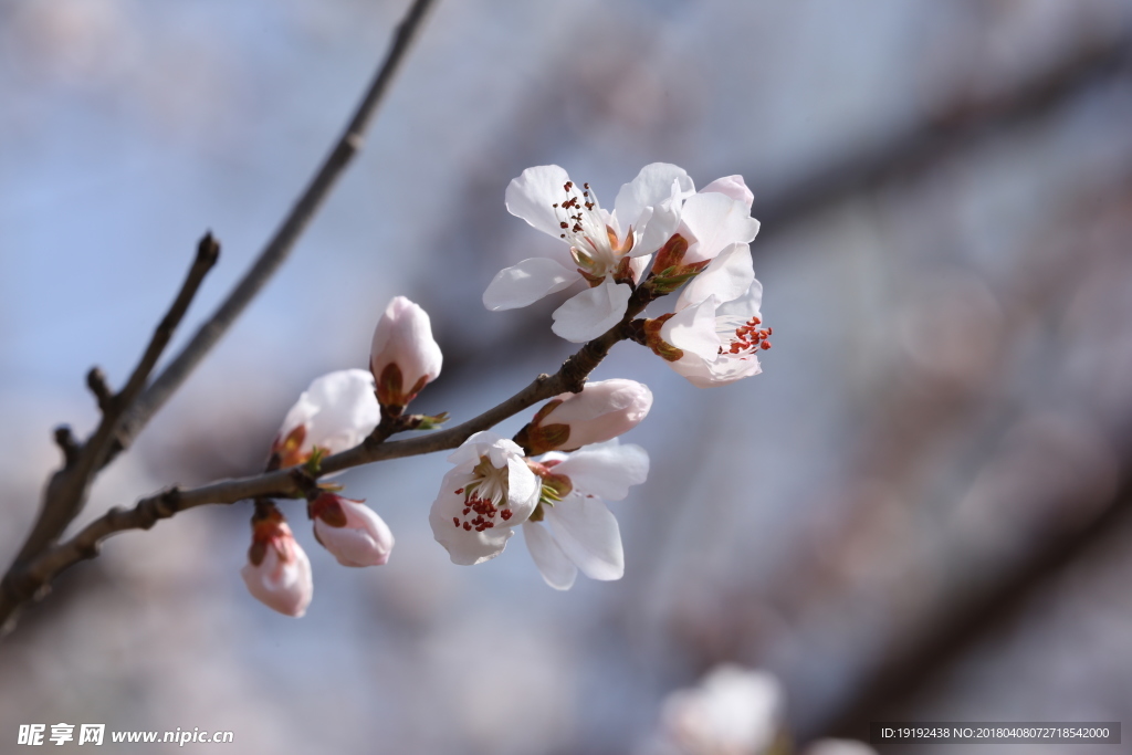 山桃花