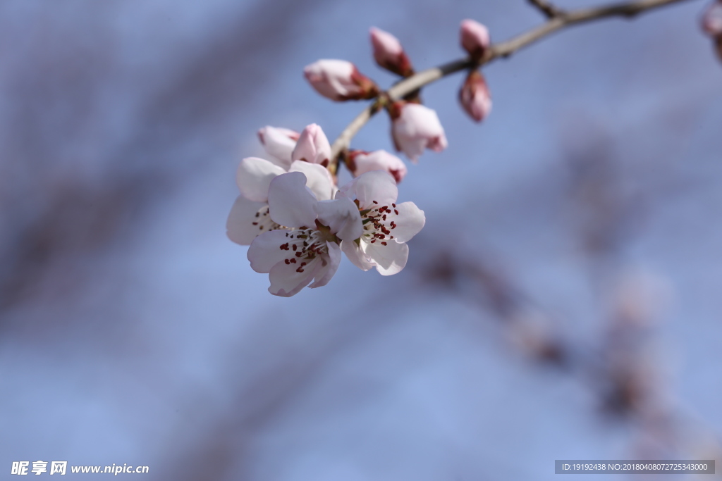 山桃花