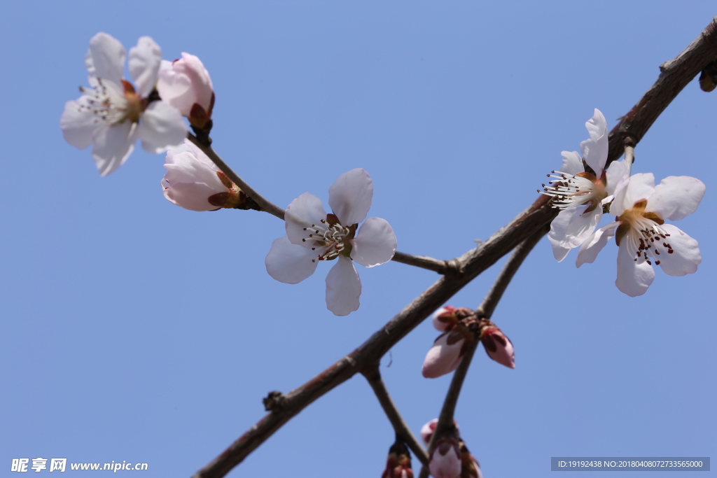 山桃花