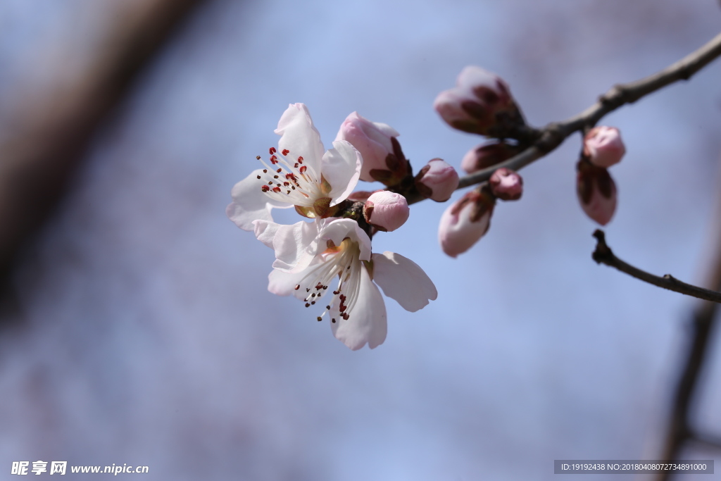 山桃花