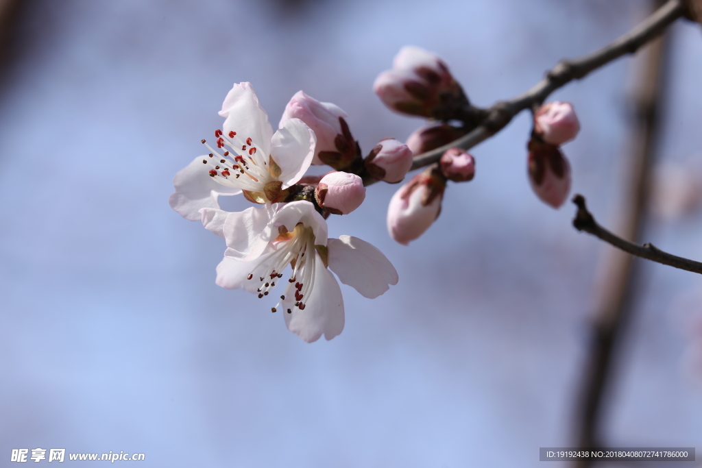 山桃花