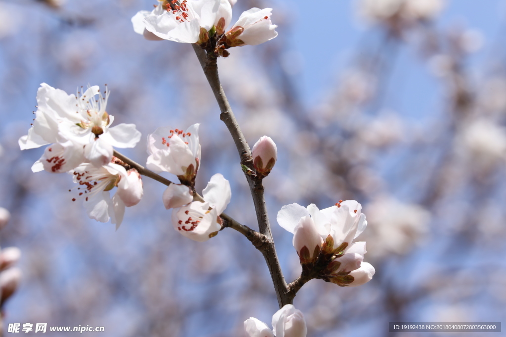 山桃花