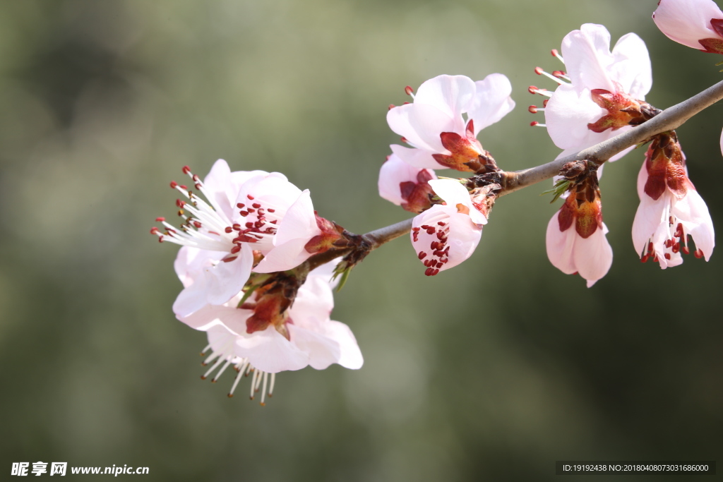 山桃花