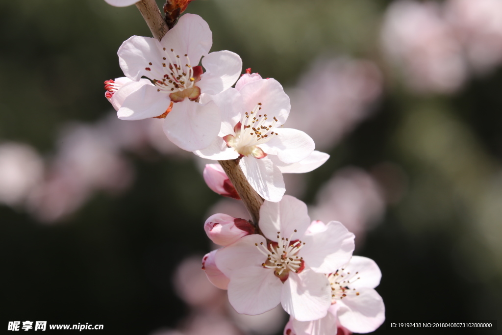 山桃花