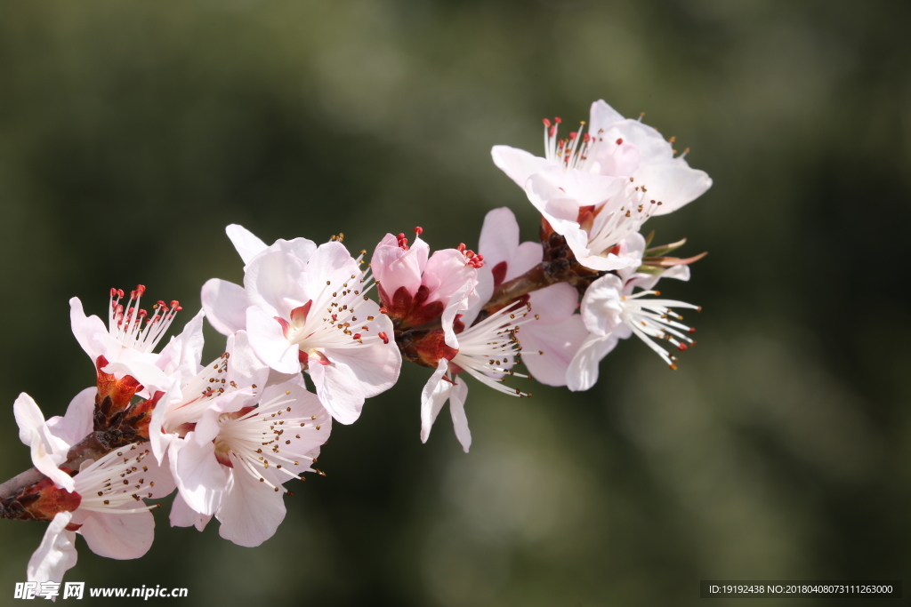 山桃花
