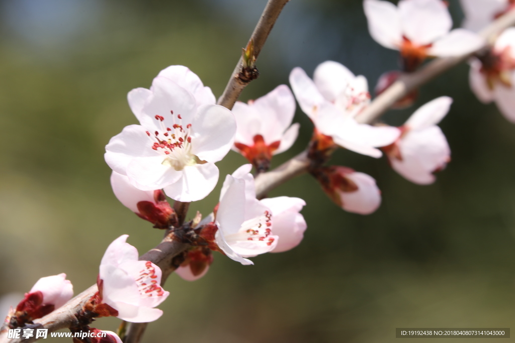 山桃花