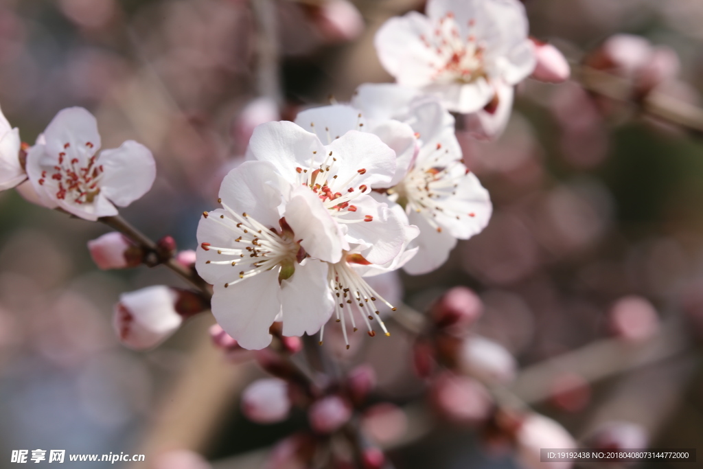 山桃花