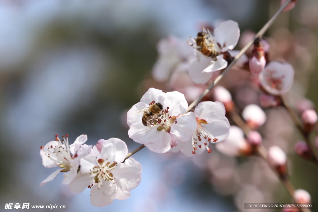 山桃花